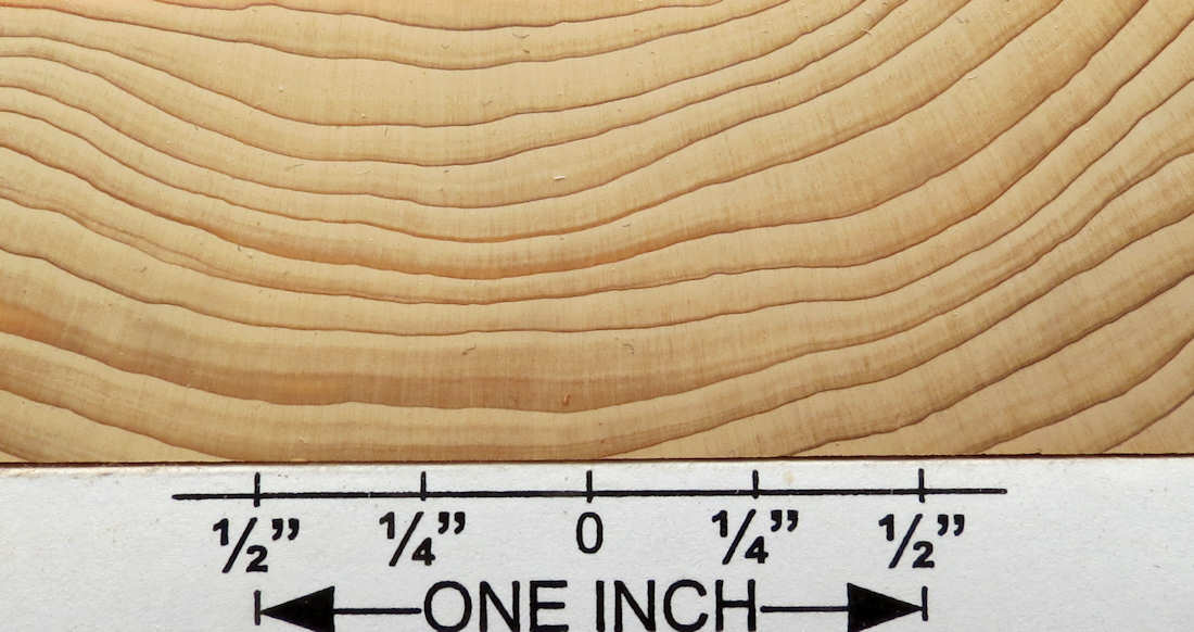 cedar, misc white 1 end grain closeup 2 s50 plh.jpg